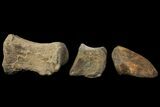 Composite Hadrosaur Finger - Alberta (Disposition #-) #100773-2